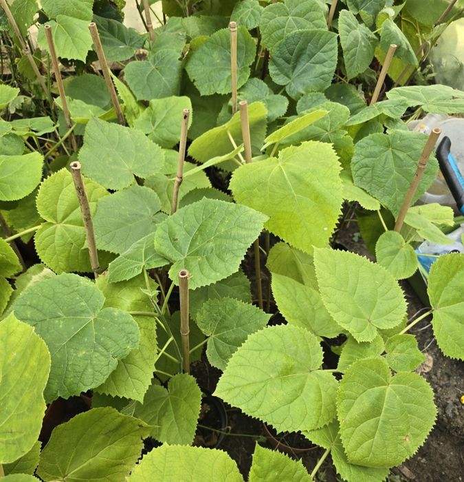 Paulownia drzewa tlenowe cena za 2 sztuki