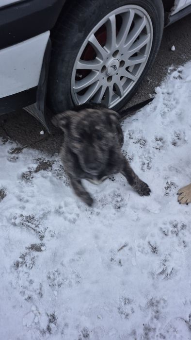 Віддам цуцика, хлопчик