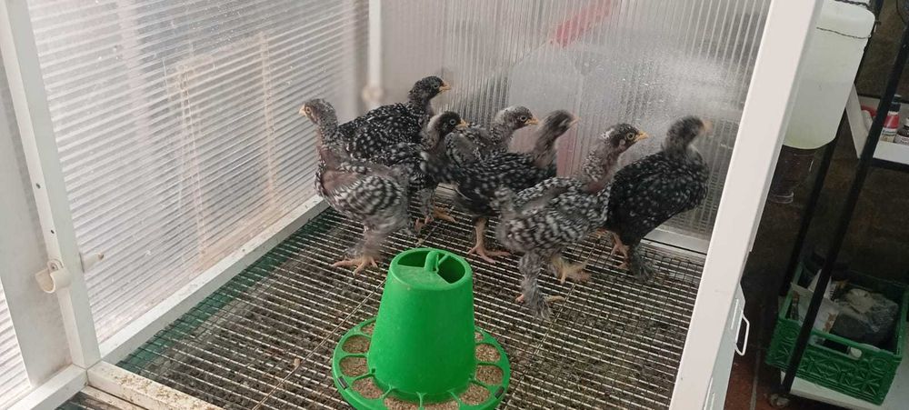 Pintos de Raça MALINE