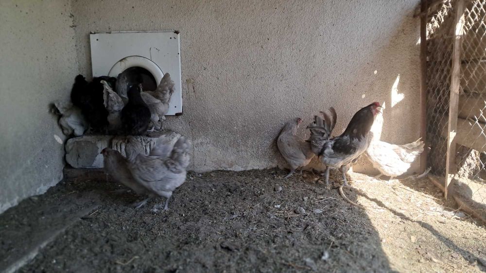 Амераукана інкубаційні яйця, курчата під замовлення