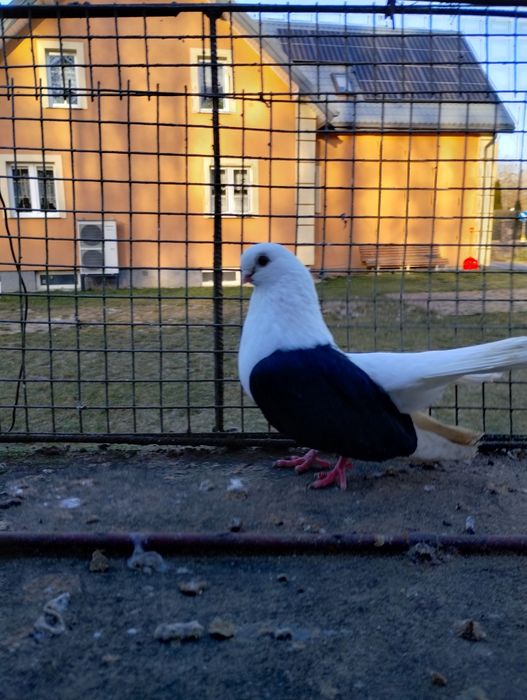 Sprzedam czyliki Rostowski