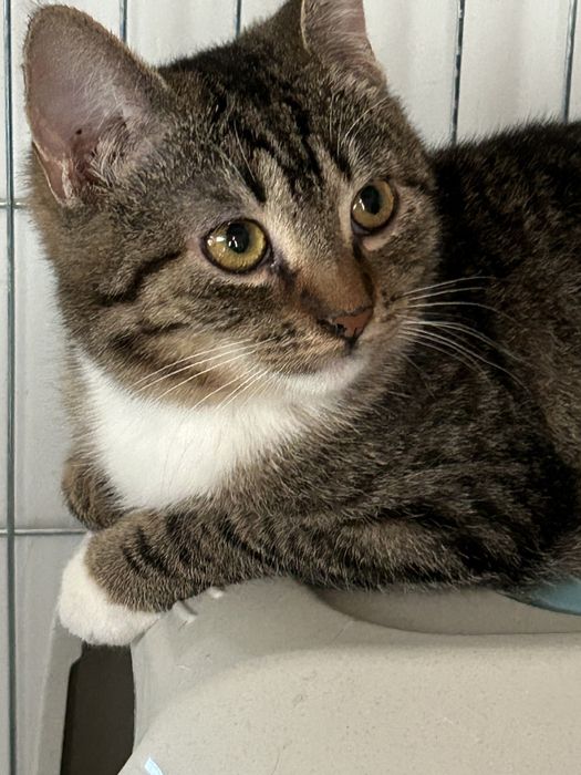 Uratowana kotka potrzebuje domu