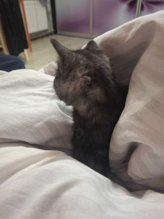 Кошечка, кошенята, котики Первомайск