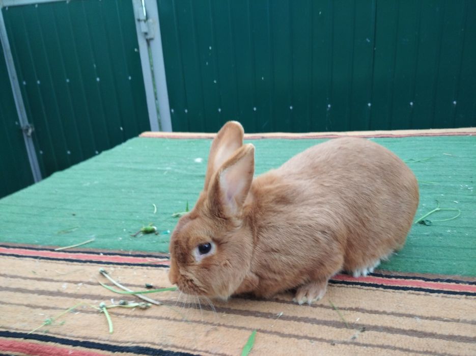 Кролики Бургундский