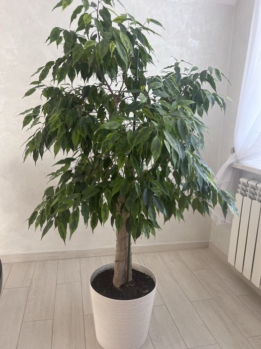 Фікус бенджаміна