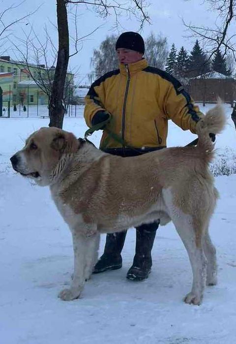 Среднеазіатська вівчарка