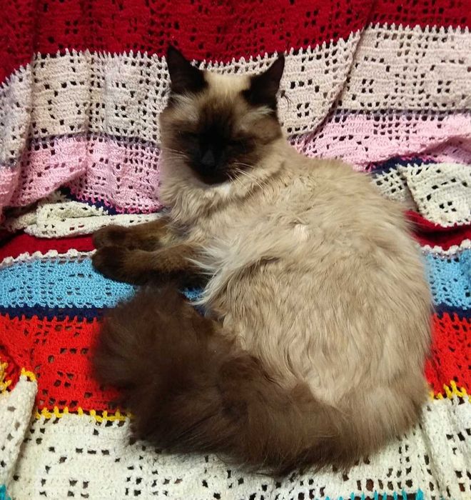 Молодой кот Рэгдолл