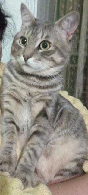 Трирічний Джонні шукає наречену