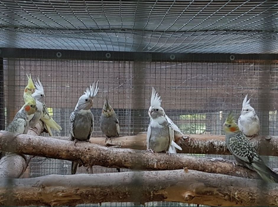 Nimfy z zeszłorocznego wylęgu