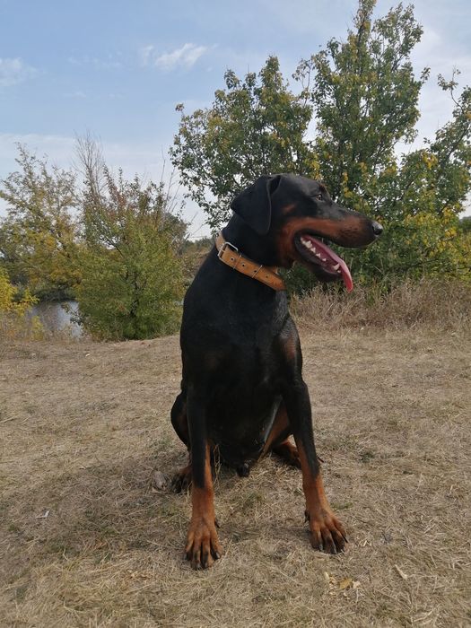 Доберман кобель, документы КСУ, для вязки