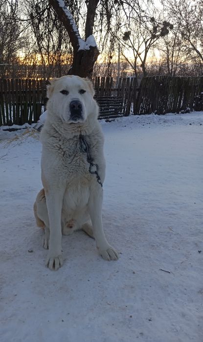 Пропоную для в'язки кобеля САО(Алабай)