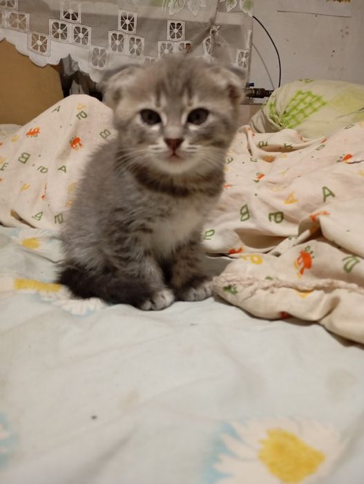 Продам веслоухого котенка
