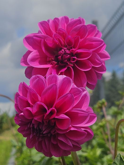 Karpy dalii - różowe