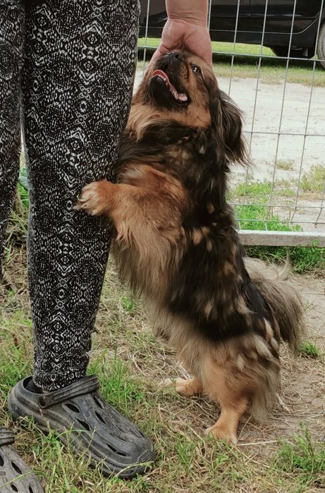 Gucio,pekińczyk szuka domu