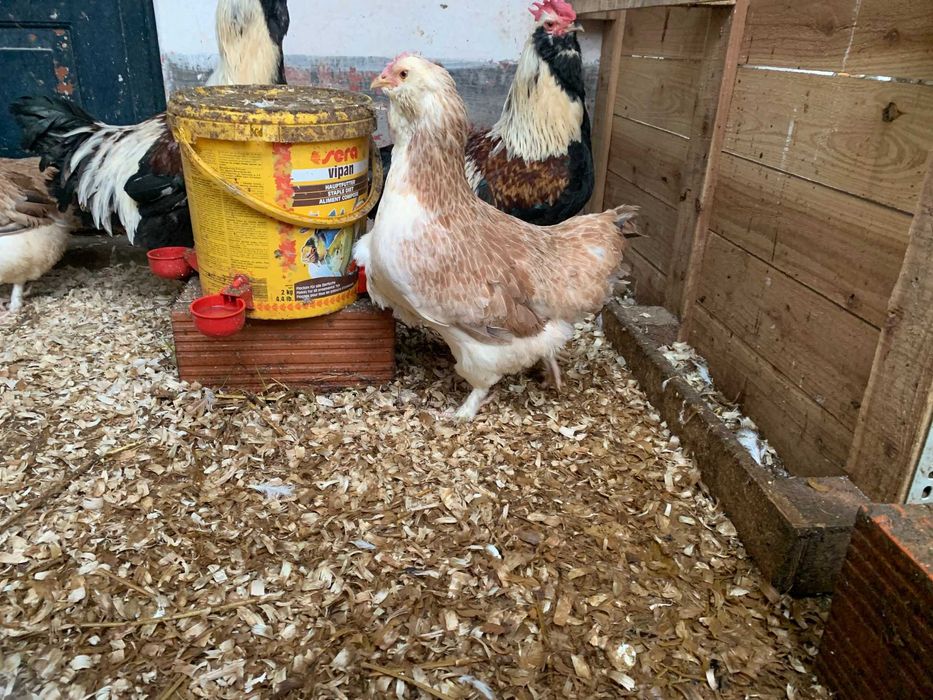 Casal Galinhas Faverolles