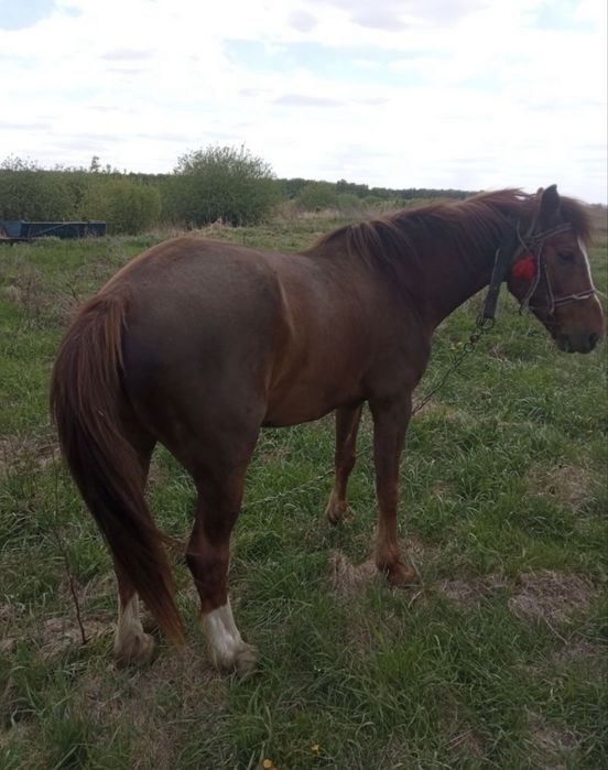 Продам 2 коня срочно!!!