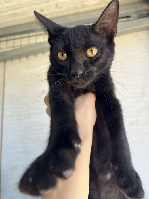 Mogli- Gatinho bebé para Adoção