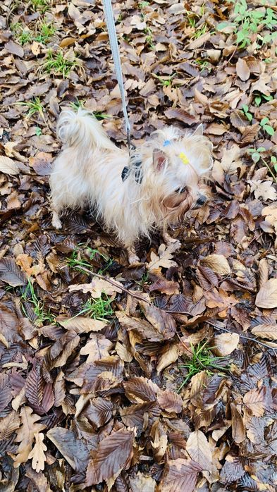 Вязка Йорк Трускавець