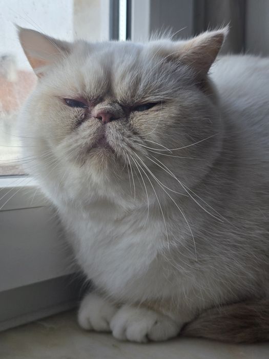 Gatinho Himalaio