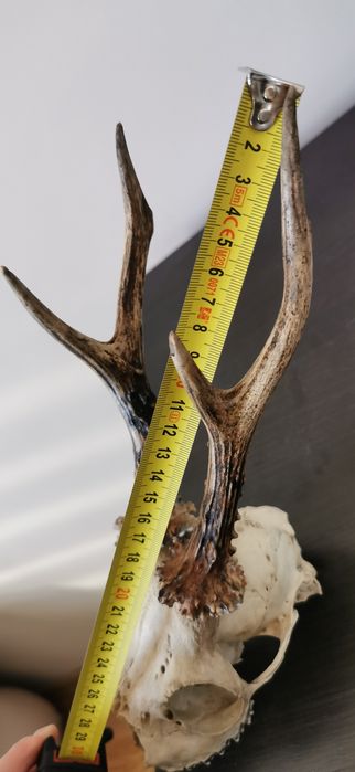 Parostki czaszka kozła naturalna czaszka