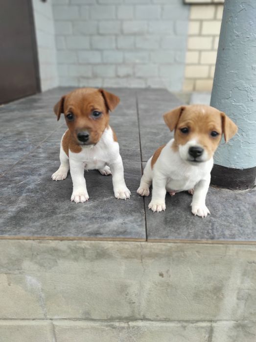 Продаю щенка Джек Рассел тер'єр хлопчик