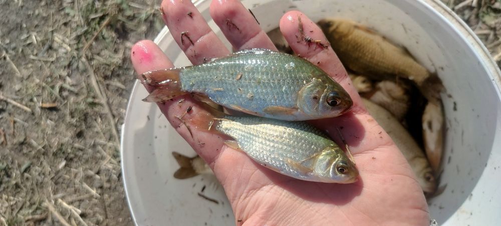 Карась Живець  відправляємо поштою 
Від 4-18см є різні
Відправляємо