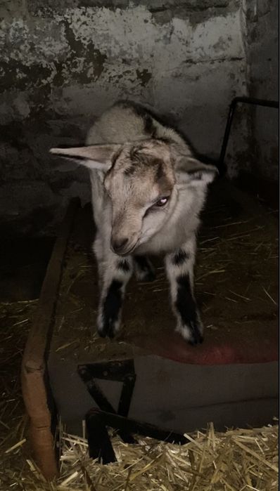 Метис молочного напрямку ( альпійська/зааненський тип )