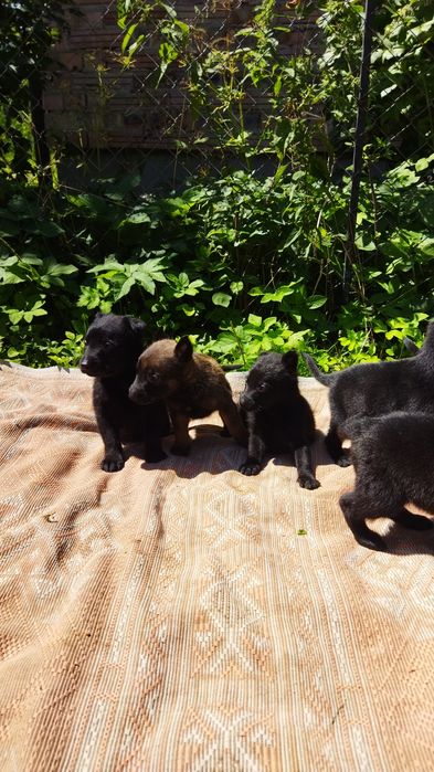 Німецька вівчарка