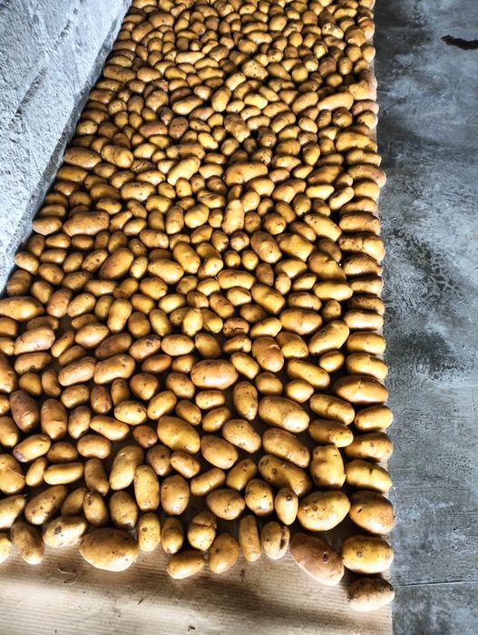 Batatas  Caseiras várias qualidades