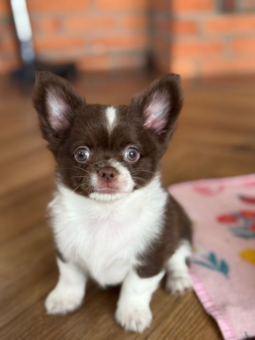 Piekny chłopiec chihuahua dlugowlosy