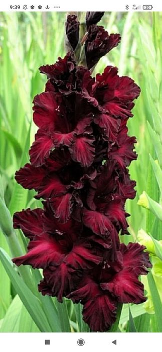 Гладіолуси великоквіткові