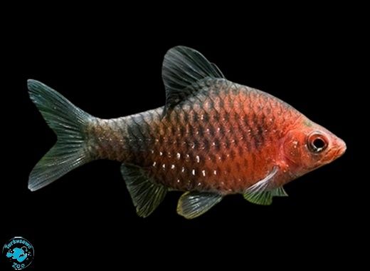 Brzanka purpurowa brzanka Odeska i inne