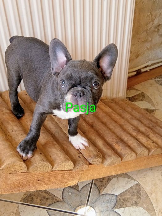 Buldog francuski blue