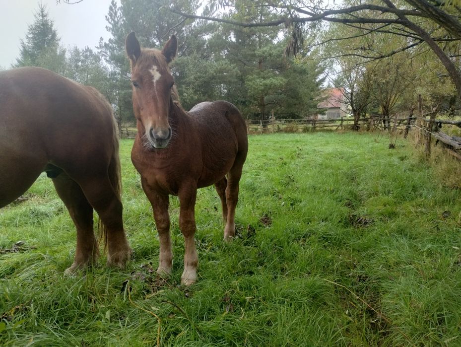 Ogierki zimnokrwiste