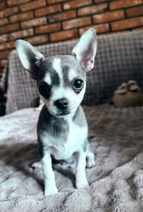 Chihuahua * TEOŚ * malutki niebieski chłopczyk