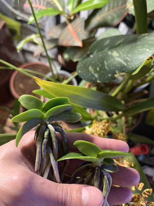 Орхідея Мінмару Sedirea japonica Minmaru