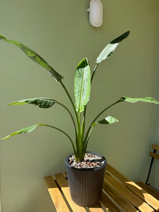 Strelitzia, Planta - ave de paraíso
