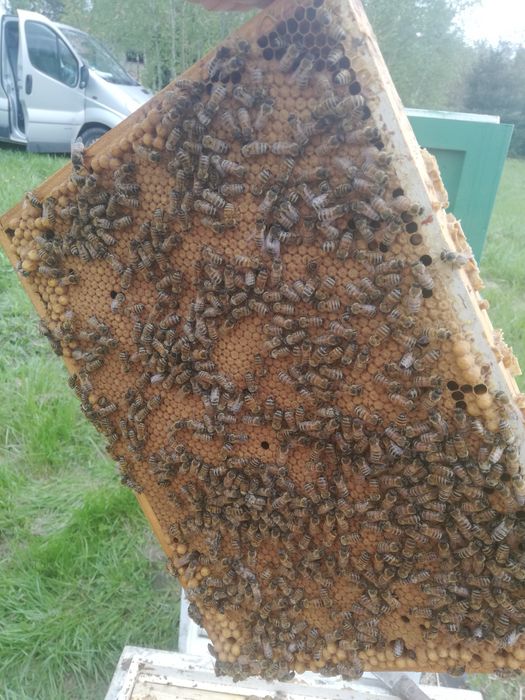 Odklady pszczele ramka wielkopolska