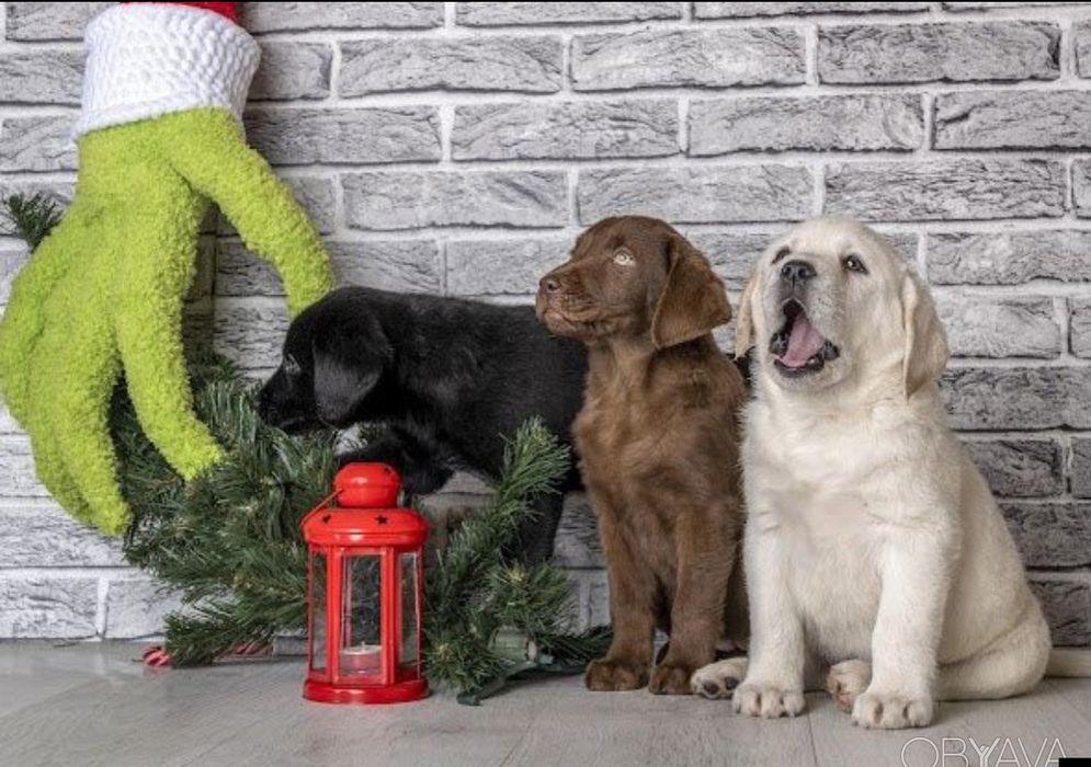 Белая Мишка и Черный Лабрадоры щенки на подарок взрослым и детям