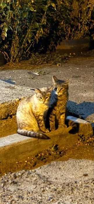 2 котика  уличных Мама и дочка