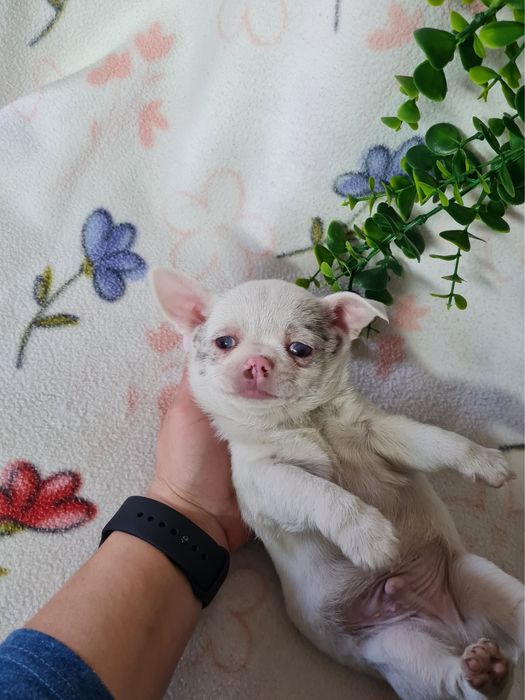 Excelente mini menino Chihuahua/Chiuaua de Qualidade, Linhagem Russa