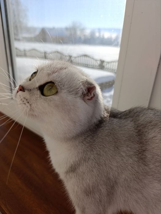 Кошенята срібна шиншила бронь