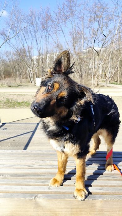 Koma nie może już czekać – podaruj jej dom