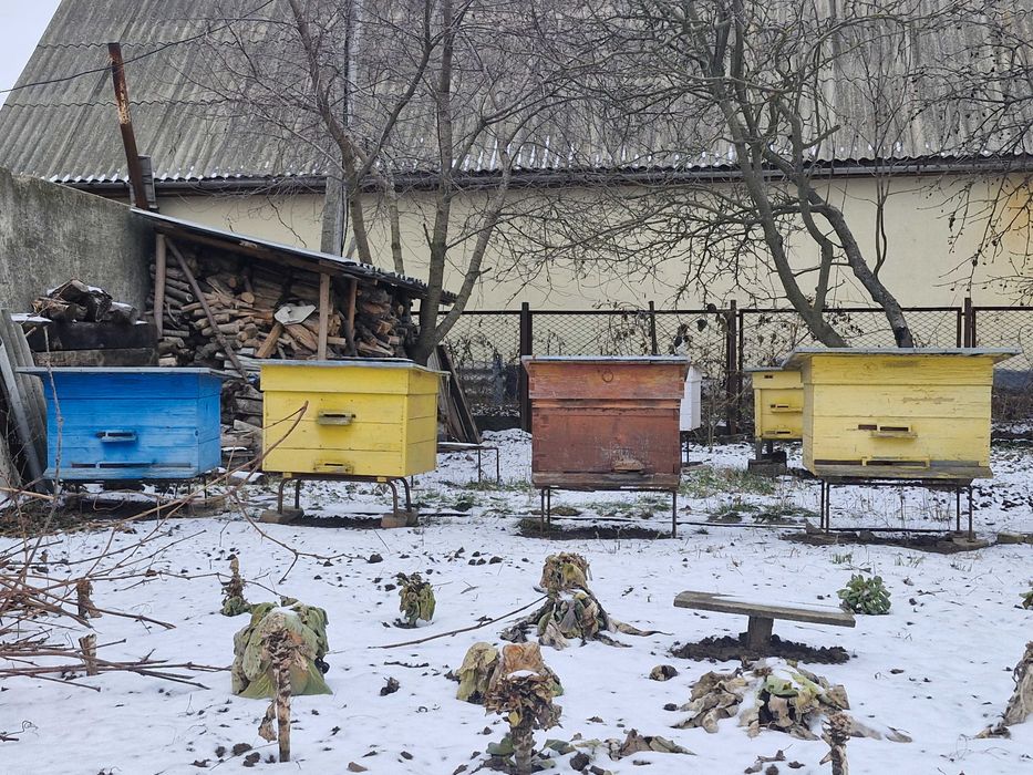 Вулики з бджолами