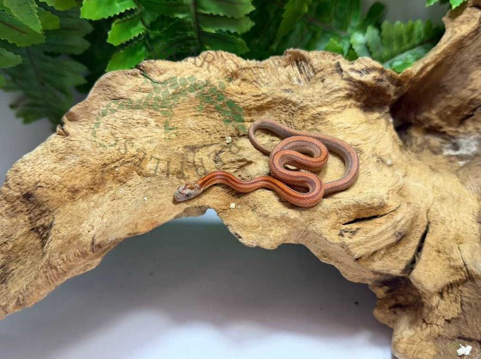 Wąż zbożowy węże zbożowe Lublin