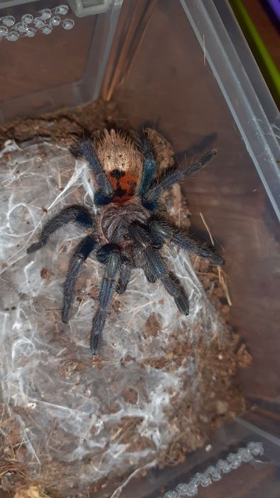 Chromatopelma cyaneopubescens samica 2,5dc