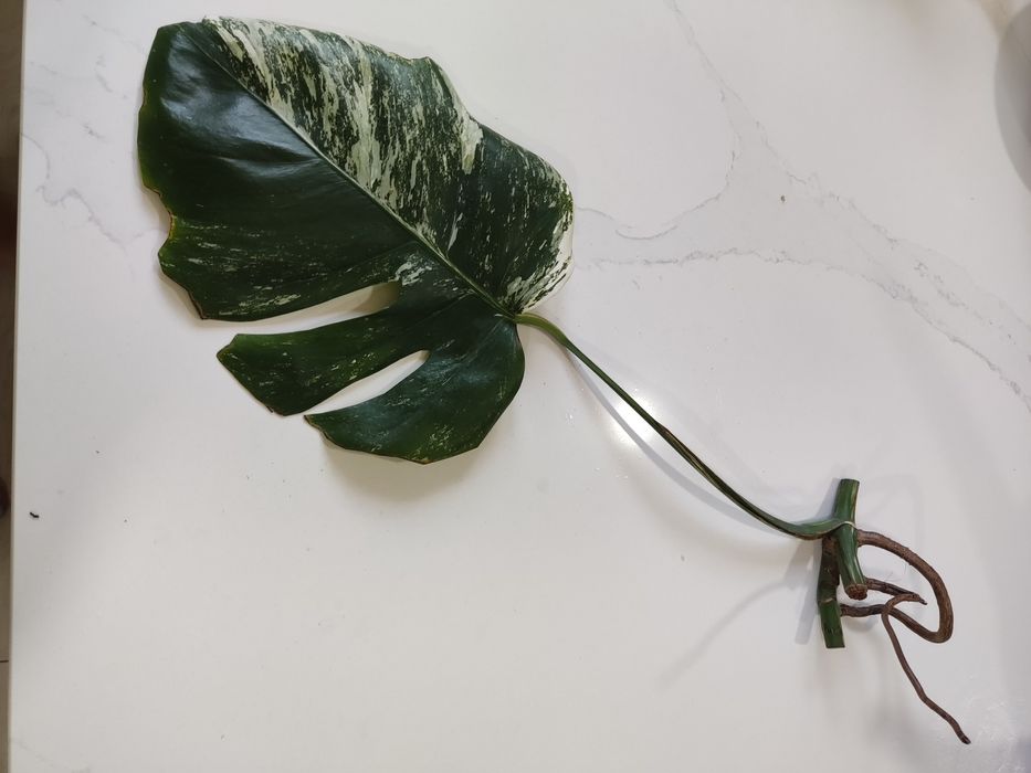 Monstera Variegata