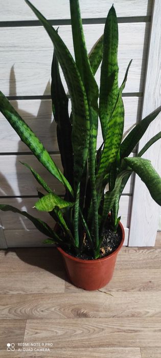 Сансевиерия или тёщин язык красивый цветок