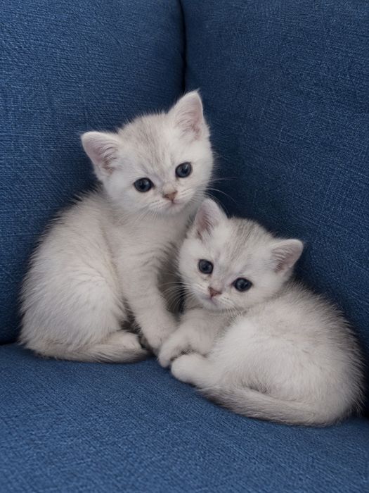 Кошенята  британська срібляста шиншила /Котята британская серебристая