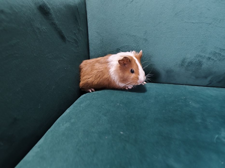 Świnka morska kawia domowa